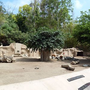 Red River Hog Exhibit