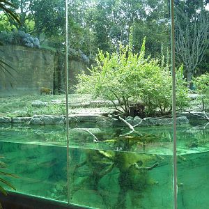 Ituri Forest Exhibit