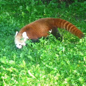 Red Panda