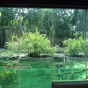 Ituri Forest Exhibit