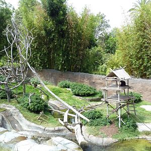 Ituri Forest Exhibit