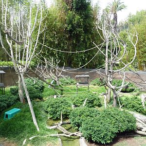 Ituri Forest Exhibit