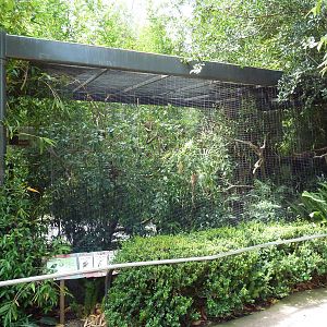 Ituri Forest Aviary (4 Species)