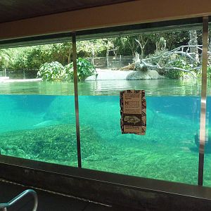 River Hippo Exhibit