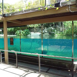 River Hippo Exhibit