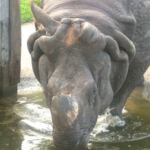 Rhino's face