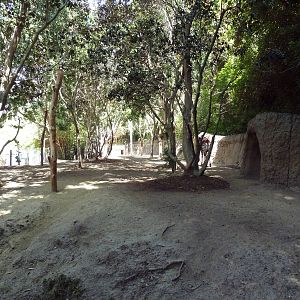 Okapi/Black Duiker Exhibit
