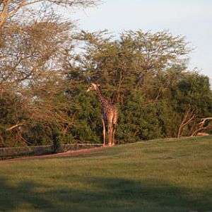 Giraffe at sunset