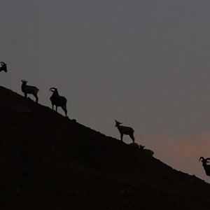 Line of bighorns