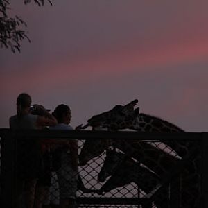 twilight giraffe feed