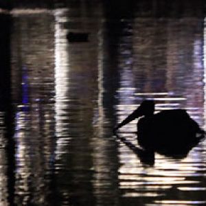 pelican in dark waters