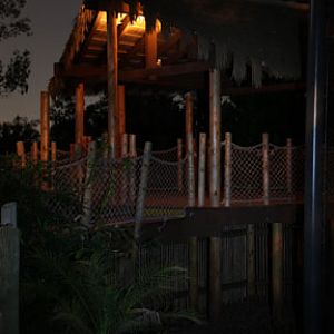 orangutan viewing platform