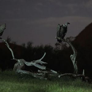 vultures of the night