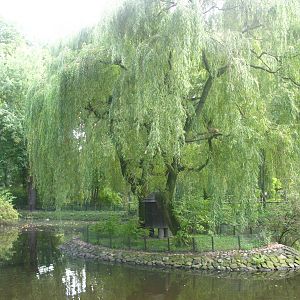 Squirrel Monkey Island