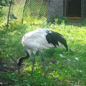 Red Crowned Crane