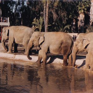 Asian elephants
