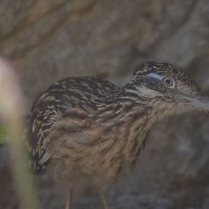Roadrunner