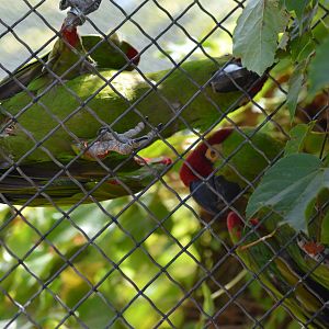 Thick-billed Parrots