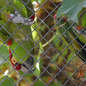 Thick-billed Parrots