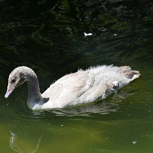 Black-necked Swan