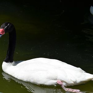 Black-necked Swan