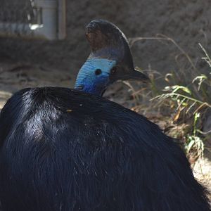 Double-wattled Cassowary