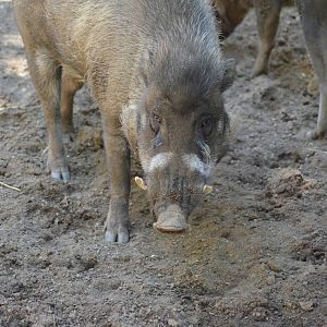Visayan Warty Pigs