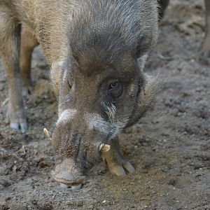 Visayan Warty Pig