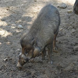 Visayan Warty Pigs