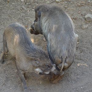 Visayan Warty Pigs
