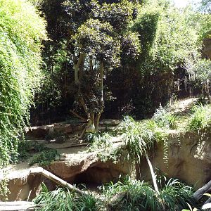 Malayan Tiger Exhibit