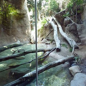 Malayan Tiger Exhibit
