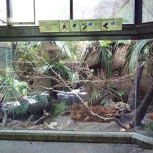 Lost Forest Aviary (4 Species)