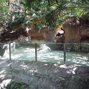 Malayan Tapir Exhibit