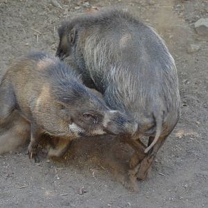 Visayan Warty Pigs