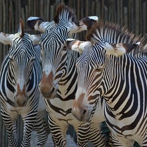 Grevys Zebras