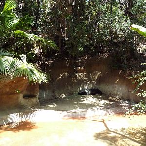 Malayan Tapir Exhibit