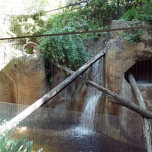 Fishing Cat Exhibit