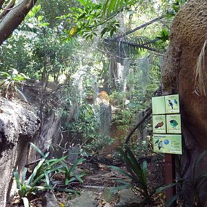 Lost Forest Aviary (4 Species)