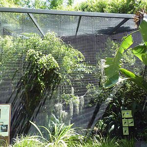 Lost Forest Aviary (5 Species)