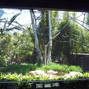 Eastern Angolan Colobus/Black Mangabey Exhibit