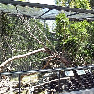 Lesser Spot-Nosed Guenon Exhibit