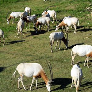 Scimitar-horned Oryx Herd