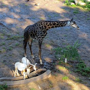 Oryxes and Giraffe