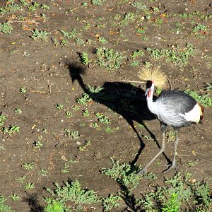 Gray Crowned Crane