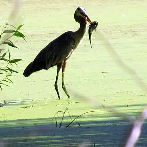 Great Blue Heron with Fresh Fish