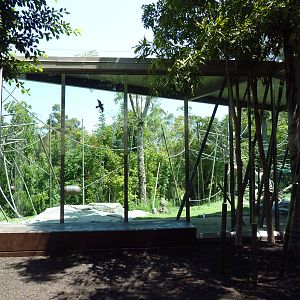 Orangutan/Siamang Exhibit