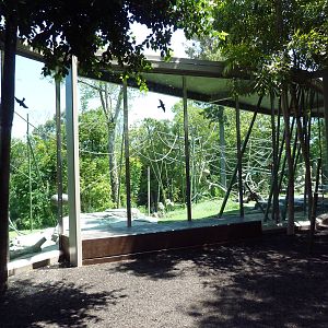 Orangutan/Siamang Exhibit