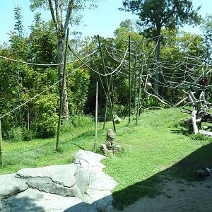 Orangutan/Siamang Exhibit