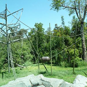 Orangutan/Siamang Exhibit